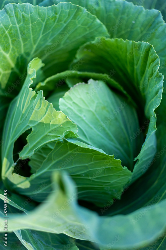 Raw fresh green cabbage texture and background, top view over dark background.