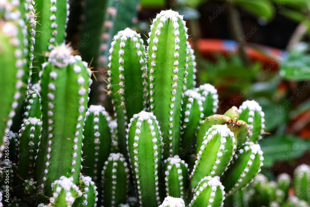 cactus in bloom cactus in bloom