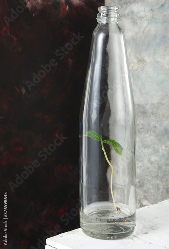 young plant in bottle- art decor