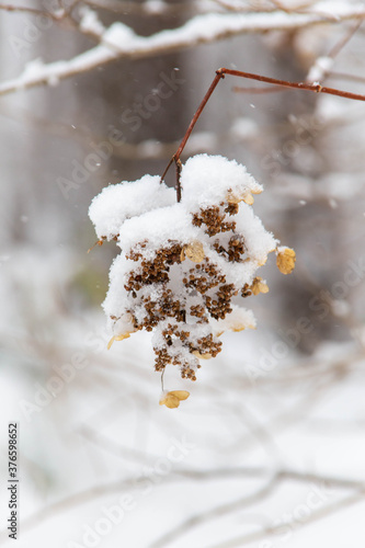 雪が積もり枝が折れそうな植物