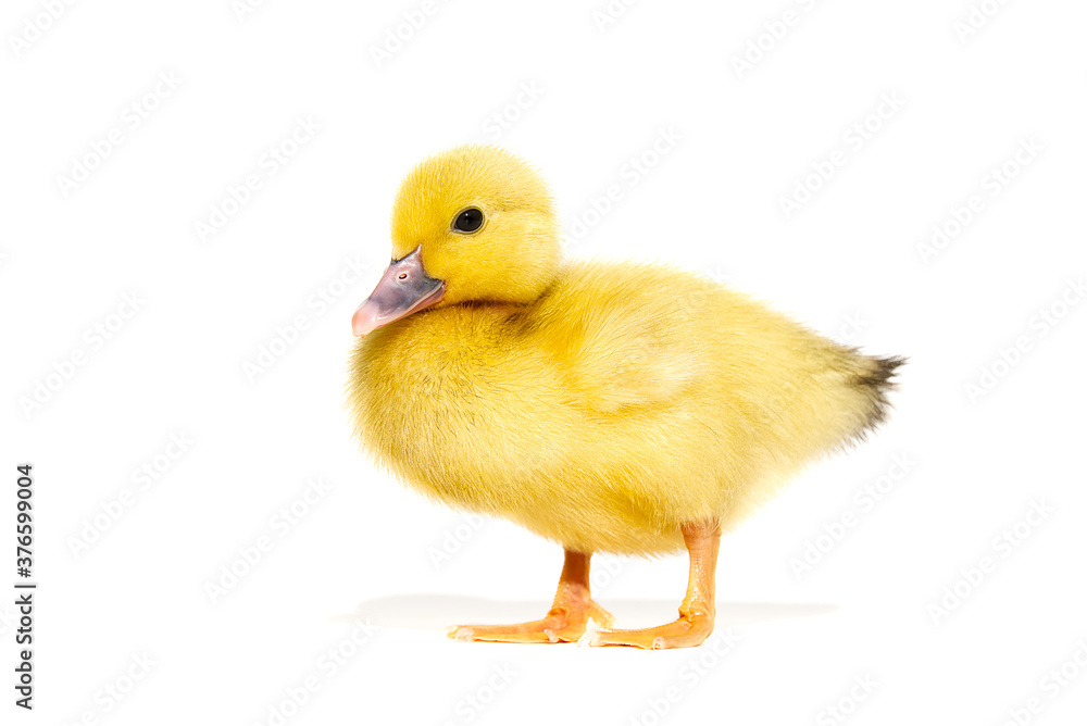 NewBorn little Cute yellow duckling isolated on white. NewBorn little Cute yellow duckling isolated on white.