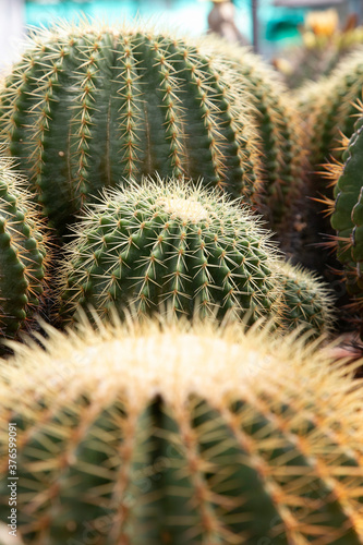 Varieties of cactus and succulent grow in the garden near BKK,Thailand.