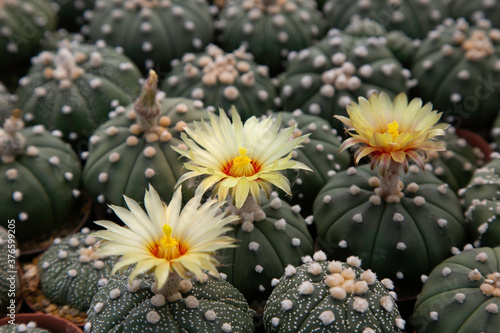 Colorful Cactus flowers blossom in the garden. 
