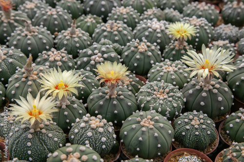 Colorful Cactus flowers blossom in the garden. 