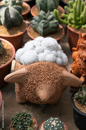 Varieties of cactus and succulent grow in the garden near BKK,Thailand.