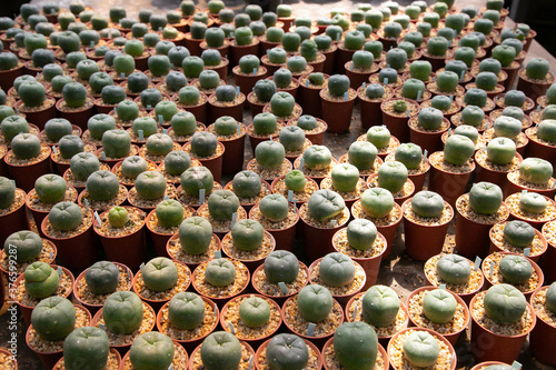 Varieties of cactus and succulent grow in the garden near BKK,Thailand.