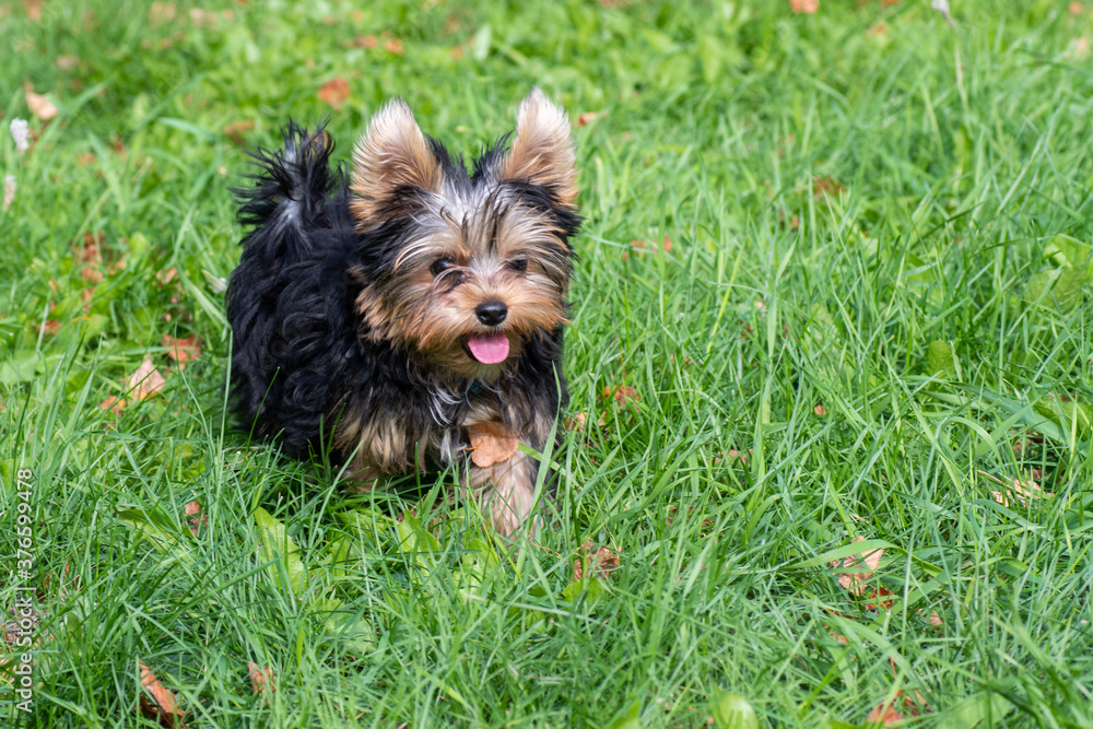 A cute Yorkshire terrier puppy plays in the yard, runs on the green grass. Portrait of a dog in nature A cute Yorkshire terrier puppy plays in the yard, runs on the green grass. Portrait of a dog in nature