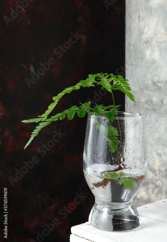 fern leaf with background