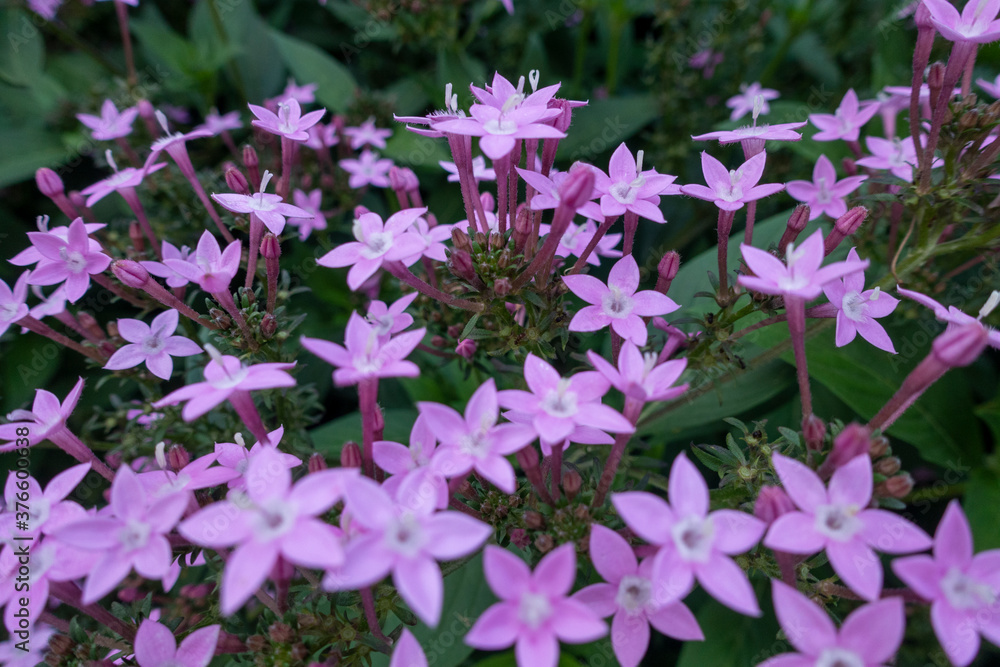 Obraz premium bed of purple flowers in an outdoor garden