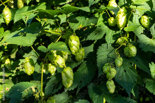 Background detail of hop cones closeup in a hop field