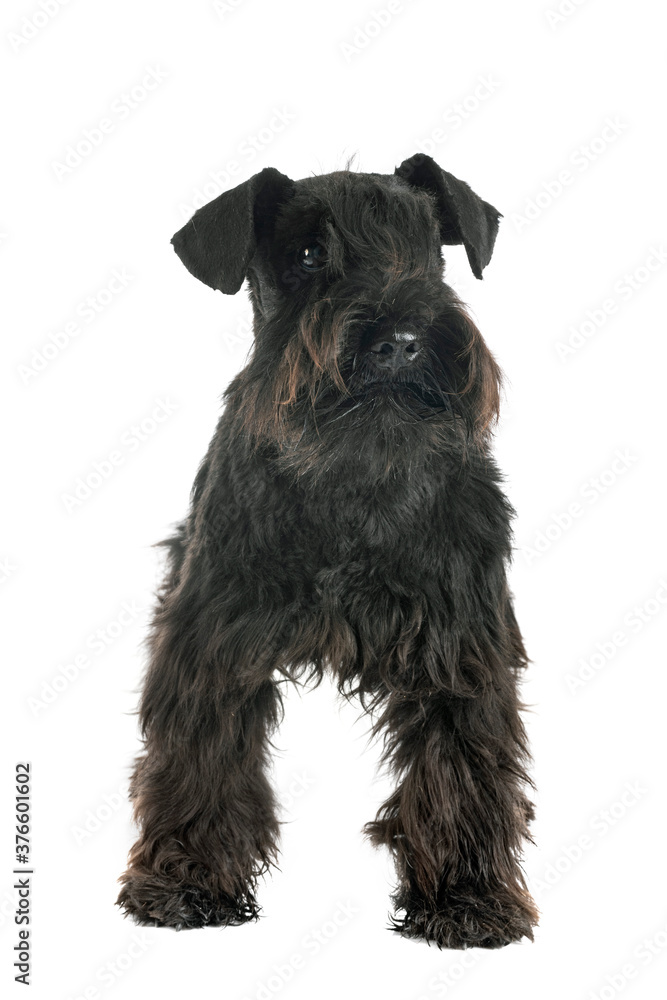 miniature schnauzer in studio