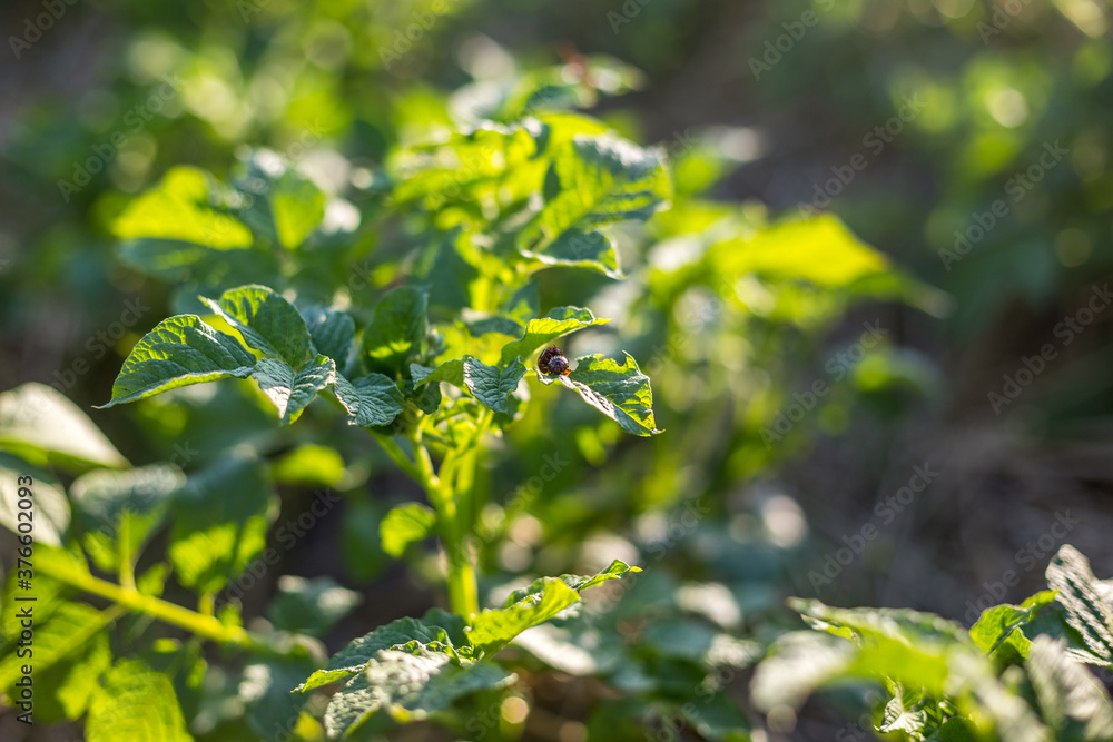 Colorado potato beetle eats leaves at sunset. Parasites in wildlife and agriculture. Colorado potato beetle eats leaves at sunset. Parasites in wildlife and agriculture.