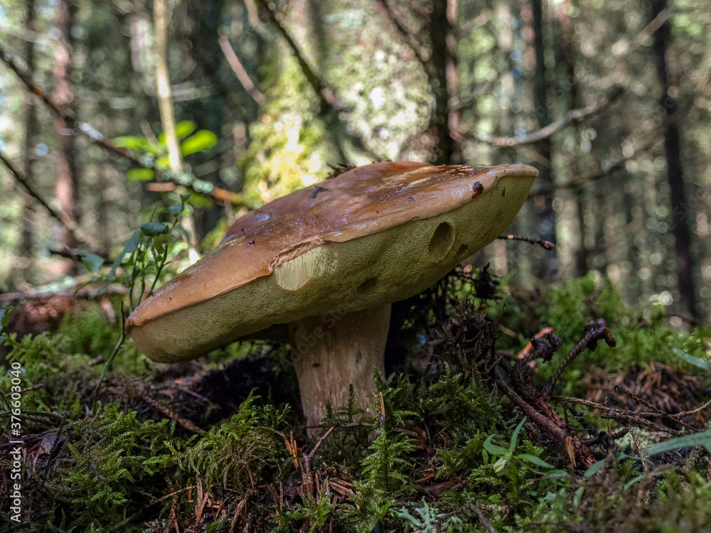 Fototapeta premium brown mushroom in the forest, traditional forest background, autumn harvest time