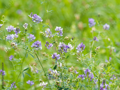Luzerne cultivée ou foin de Bourgogne à fleurs violacées (Medicago sativa) 