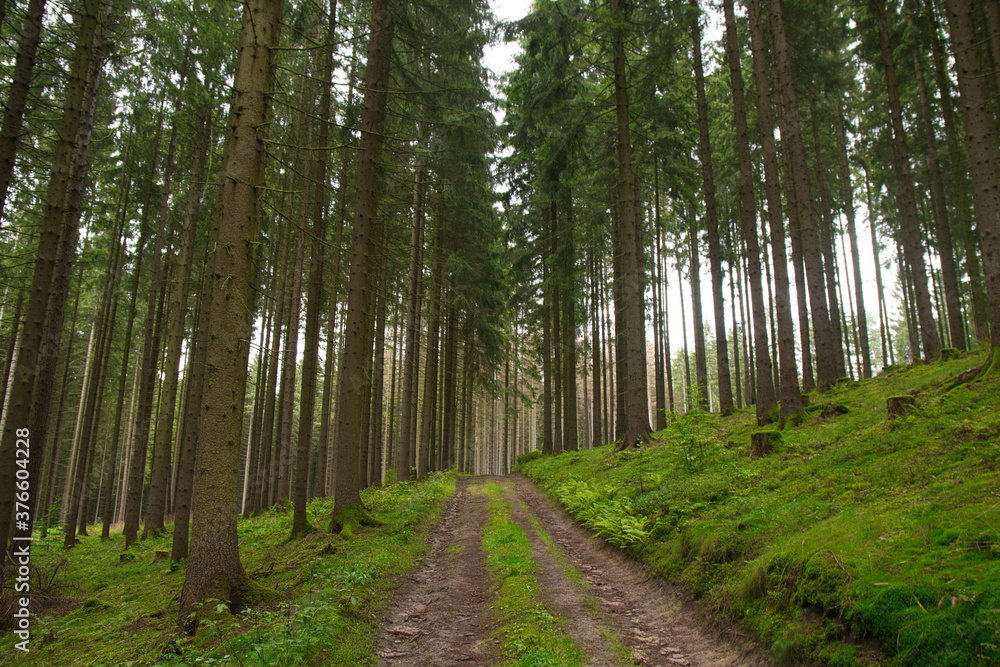 Fototapeta premium Thüringer Wald bei Schmalkalden