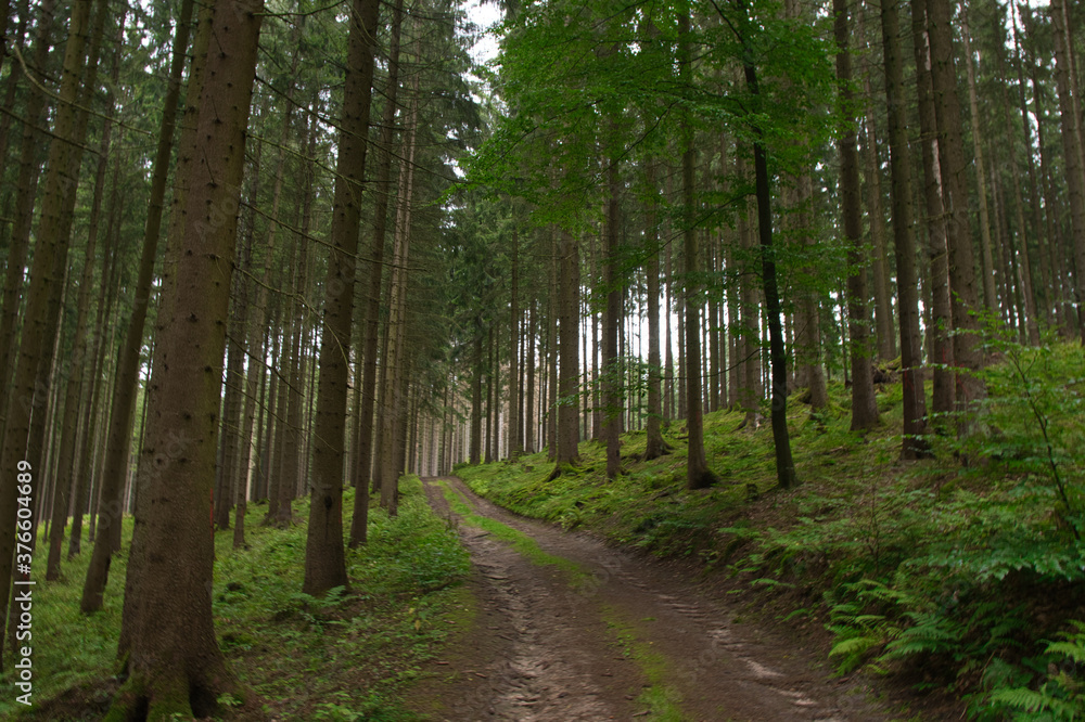 Obraz premium Thüringer Wald bei Schmalkalden