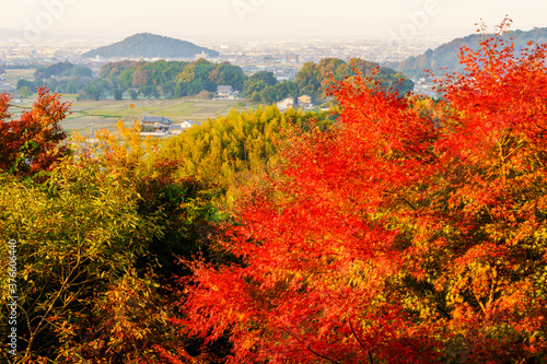 明日香・甘樫丘の紅葉と耳成山