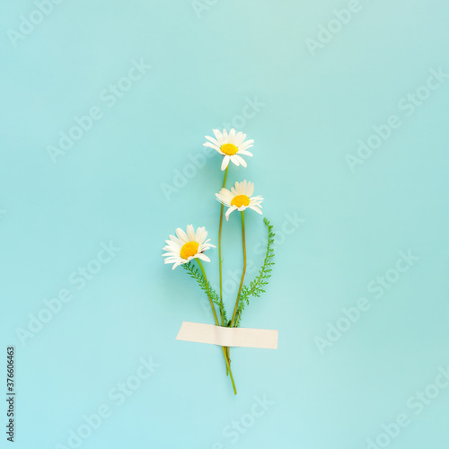 Fotografi Field daisy flowers taped to blue background. Minimal concept.