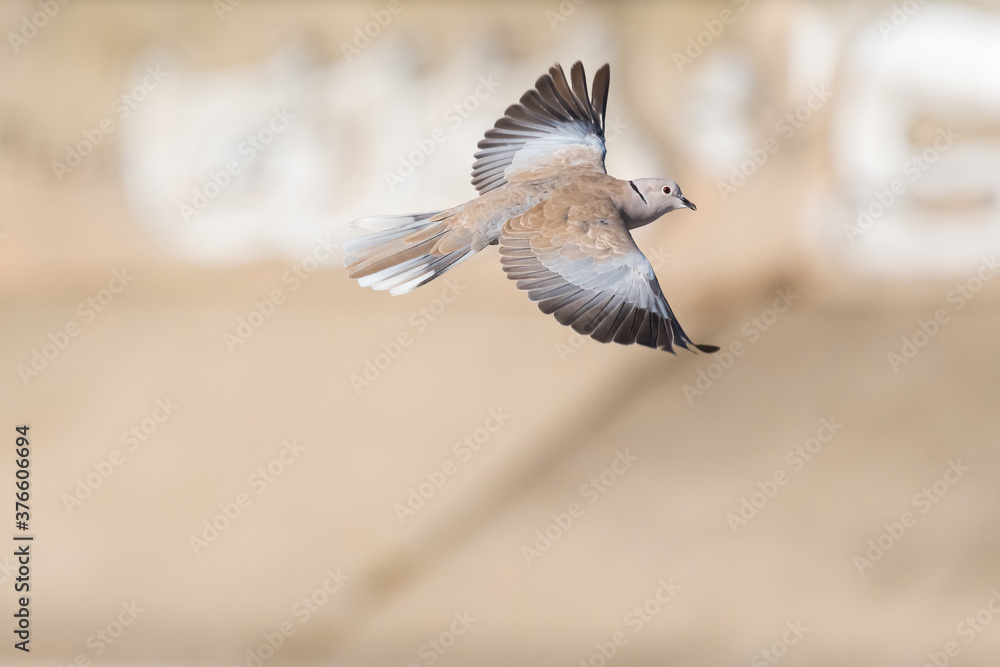 Fototapeta premium A Dove Gracefully Spreading its Wings while Flying above the Park