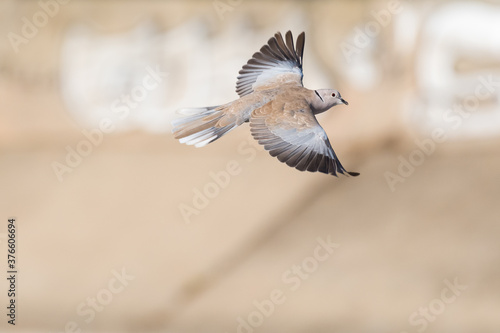 A Dove Gracefully Spreading its Wings while Flying above the Park © LiviuConstantin