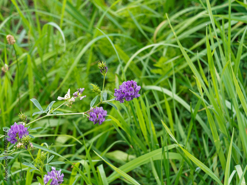 Fotografie Medicago sativa | Luzerne cultivée ou foin de Bourgogne