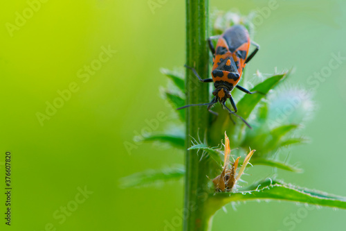  soldier bug on a plant close-up green background