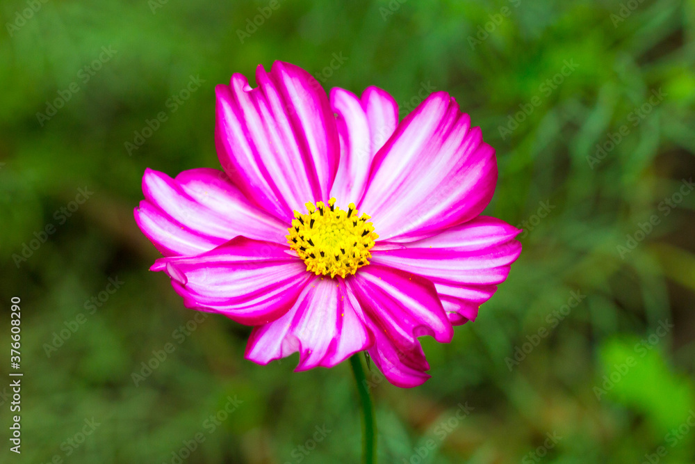 Pink cosme flower close up on natural background Pink cosme flower close up on natural background