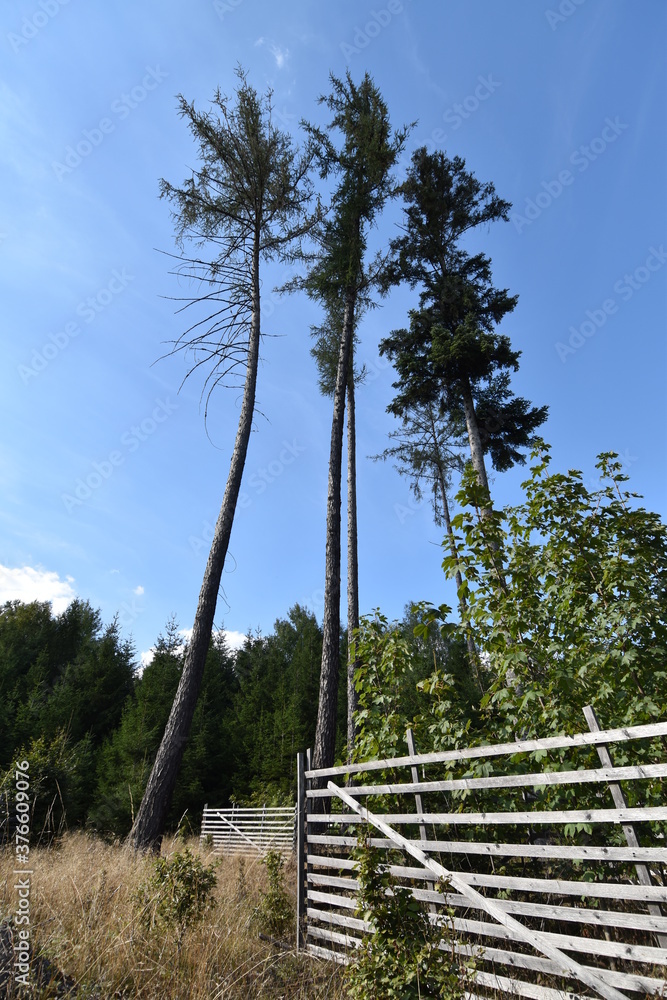 Aufforsten Aufforsten