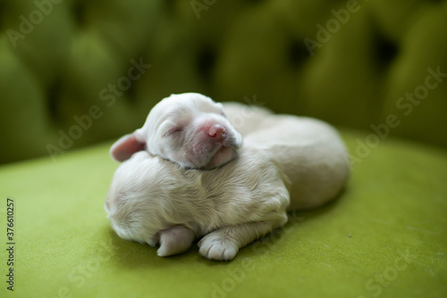 Cute newborn puppies sleeping together. Pups taking nap. Home pets. Animal care. Love and friendship. Cocker Spaniel puppy. Purebreed domestic animals.