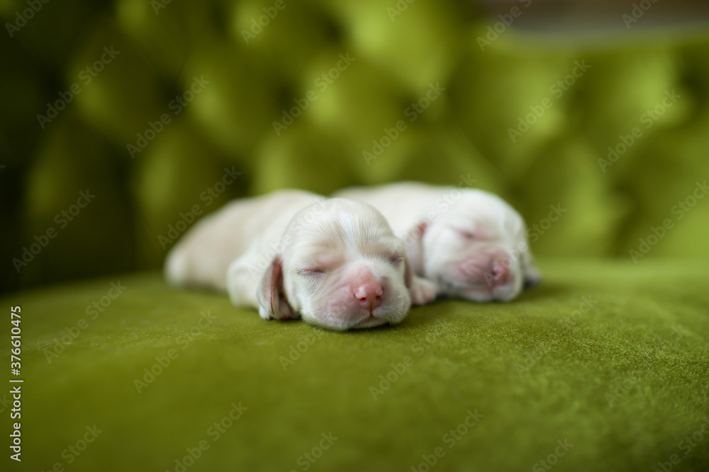 Cute newborn puppies sleeping together. Pups taking nap. Home pets. Animal care. Love and friendship. Cocker Spaniel puppy. Purebreed domestic animals.