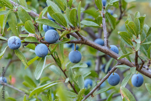 Fototapeta Naklejka Na Ścianę i Meble -  Blackthorn branch with its fruits and leaves. Prunus spinosa. Sloes, fruits of the forest.