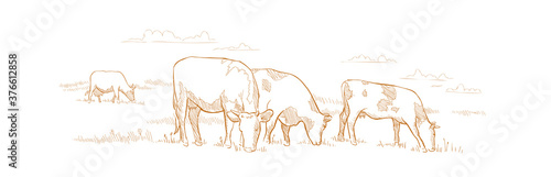 Cows graze in the meadow. Hand drawn sketch. Animal farm. Dairy product. Rural landscape panorama. Milk produce. They eat grass in the field.