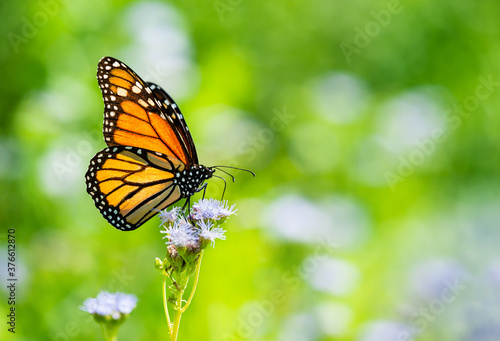 Monarch butterfly (Danaus plexippus) feeding on Greggs Mistflowers (Conoclinium greggii) in the fall. Natural green background with copy space. © leekris