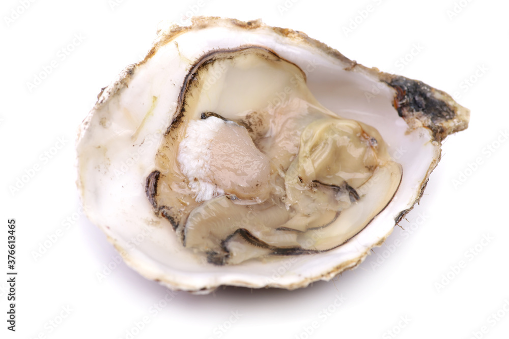 Fresh Oyster on a white background Fresh Oyster on a white background