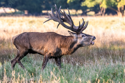 Wallpaper Mural Red Deer Stags (Cervus elaphus) europe Torontodigital.ca