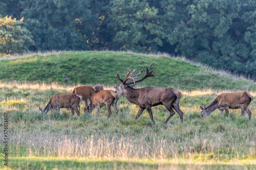 Red Deer Stags  Cervus elaphus  europe