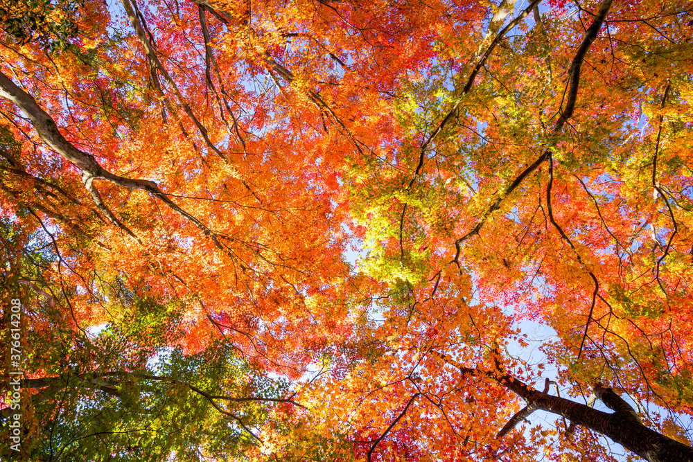 明日香村・岡寺の紅葉