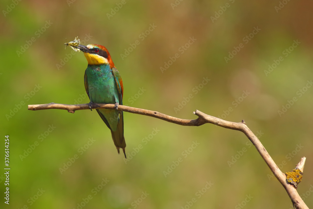 The European bee-eater (Merops apiaster) sitting on a thin twig. Colorful bird with a butterfly in its beak sitting on a branch with a green background. The European bee-eater (Merops apiaster) sitting on a thin twig. Colorful bird with a butterfly in its beak sitting on a branch with a green background.