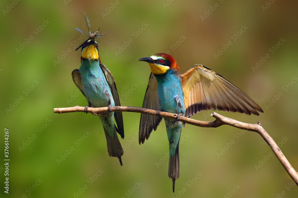 Obraz premium The European bee-eater (Merops apiaster) pair sitting on a thin twig with a dragonfly in its beak.Typical behavior during courtship and food transmission.