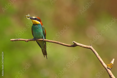 The European bee-eater (Merops apiaster) sitting on a thin twig. Colorful bird with a butterfly in its beak sitting on a branch with a green background.