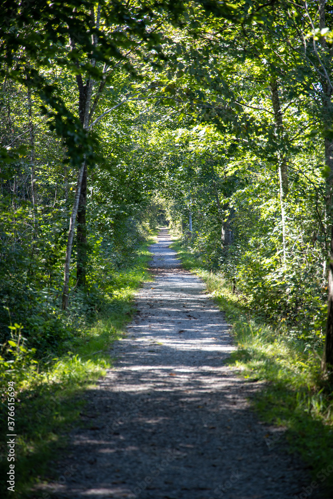 Fototapeta premium Der gerade Weg durch den Wald mit Sonnenlicht