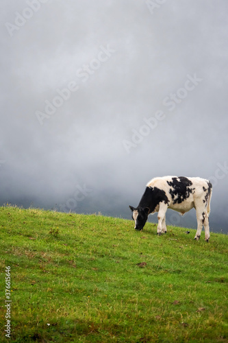 One black and white color cow on green sloped field grey clouds in the background. Copy space. Agriculture industry concept.