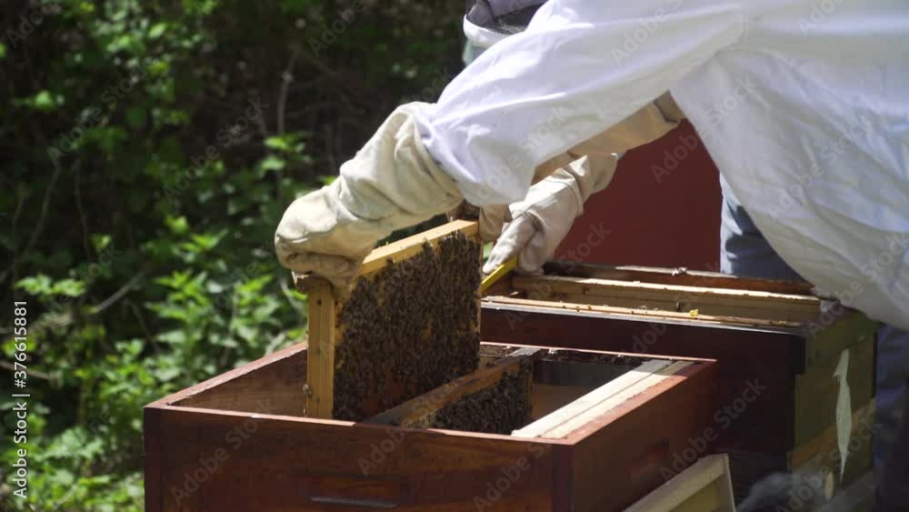Bienenstock umsetzen mit Königin Rähmchen Bienenvolk vídeo de Stock Adobe Stock Bienenstock umsetzen mit Königin Rähmchen Bienenvolk vídeo de Stock Adobe Stock