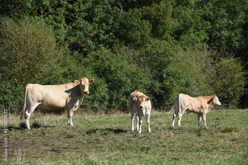 agriculture elevage lait viande vache bovin