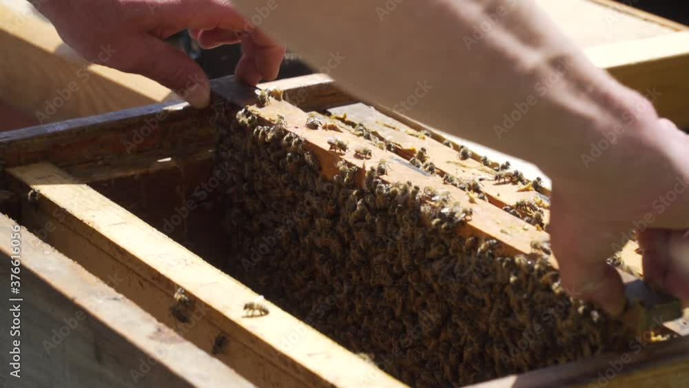Bienenstock umsetzen mit Königin Rähmchen Bienenvolk Bienenstock umsetzen mit Königin Rähmchen Bienenvolk