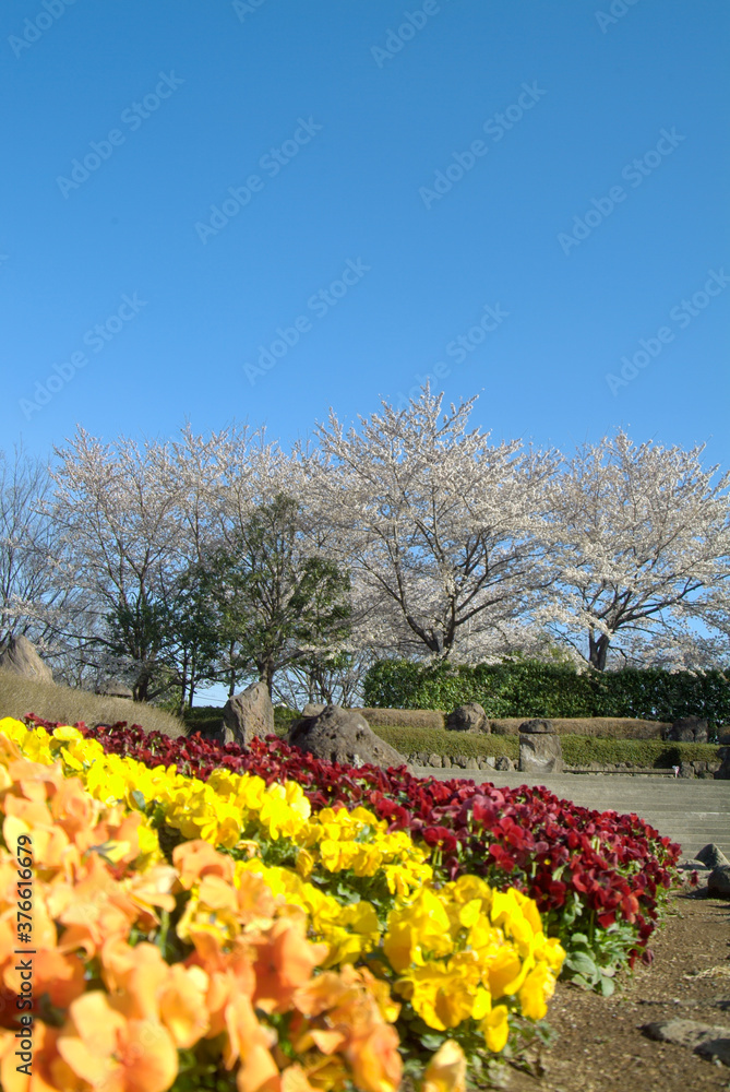 Obraz premium 神奈川県立四季の森公園