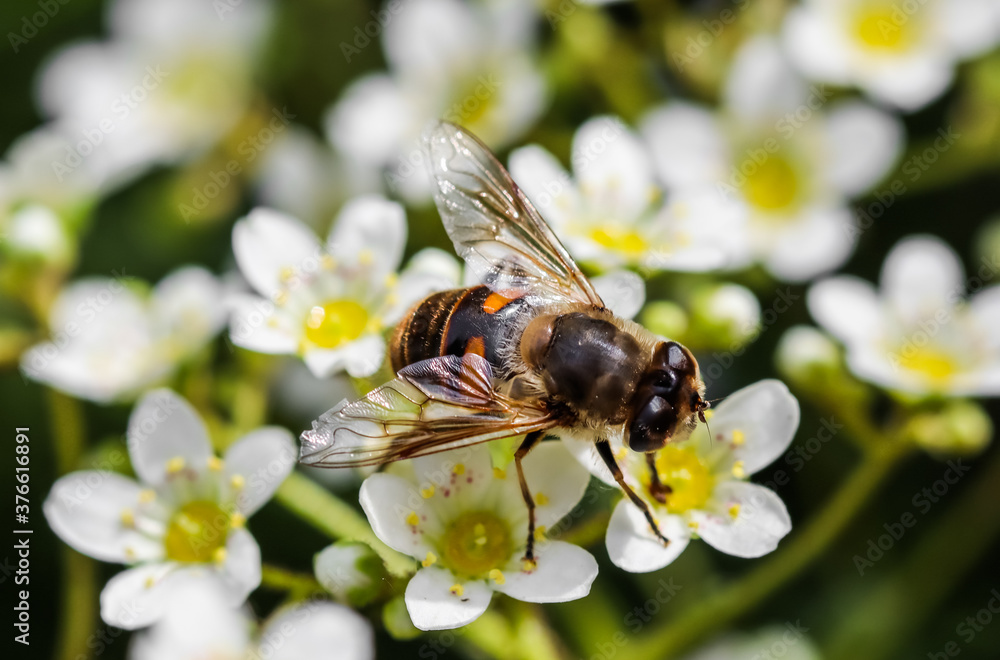 Working bee on small white flowers in the garden Working bee on small white flowers in the garden