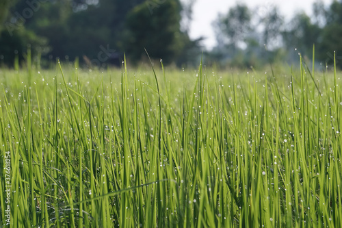 The nature of green rice leaves and light bokeh of water droplets.