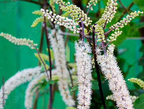Flower black cohosh, cimicifuga , fairy candle.
 It grows naturally in the Eastern United States, the far East, Mongolia, and Northern China.