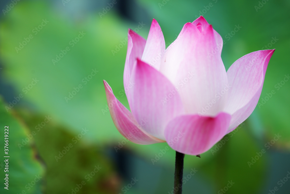 close up of beautiful blooming lotus flower